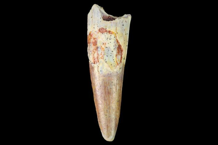 Fossil Pterosaur (Siroccopteryx) Tooth - Morocco #159096